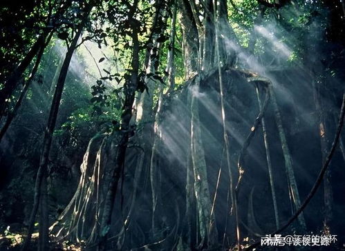 西双版纳天气预报,雨林深处的气候密码,藏着旅行的最佳时机 西双版纳天气预报,雨林深处的气候密码,藏着旅行的最佳时机