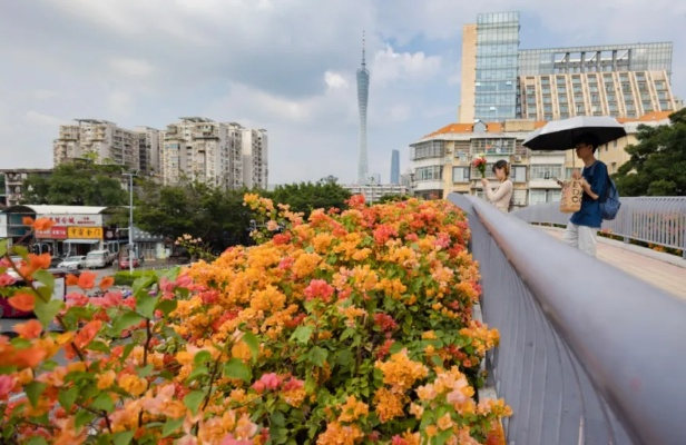 广州天气,一座城市的热烈与温柔 广州天气,一座城市的热烈与温柔